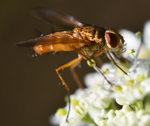 Leskia aurea